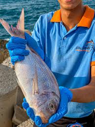 ليه في ناس بترجع بمرجان تقيل… وناس تانية بترجع فاضية؟ السر فين؟ 🤔🐟